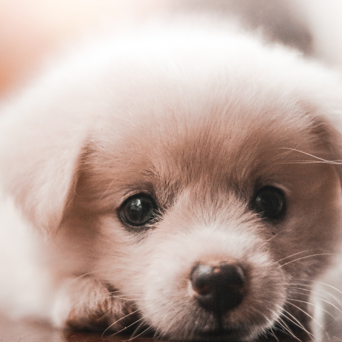 Tips and Tricks for Dealing with Separation Anxiety in Puppies