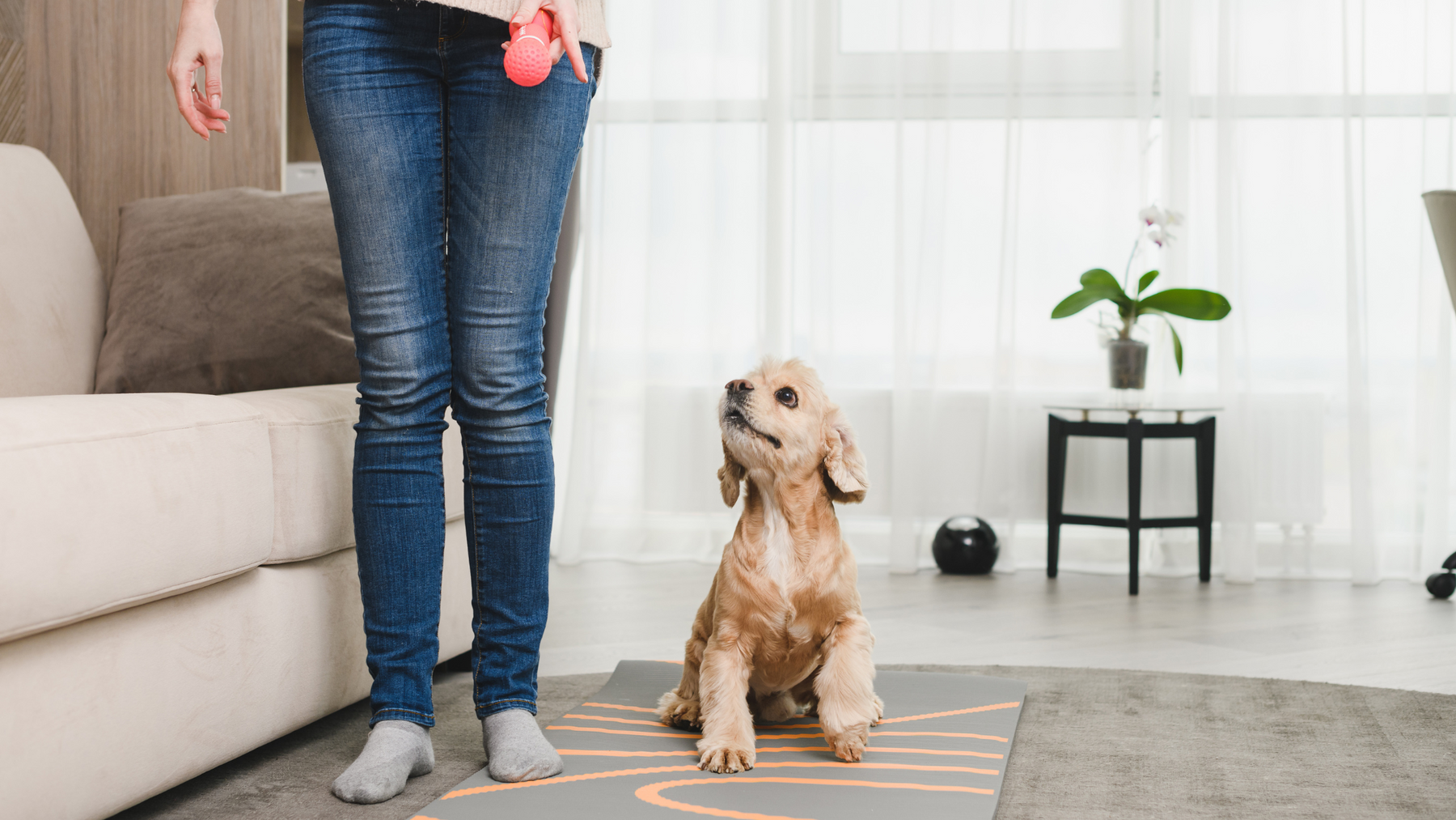 Effective Puppy Housebreaking Guide: Essential Do's and Don'ts for Successful Potty Training