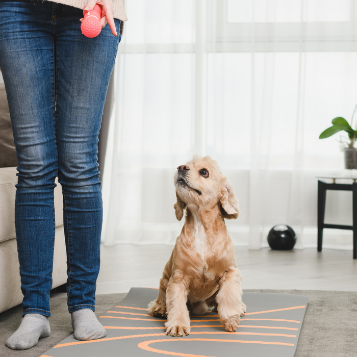 Effective Puppy Housebreaking Guide: Essential Do's and Don'ts for Successful Potty Training