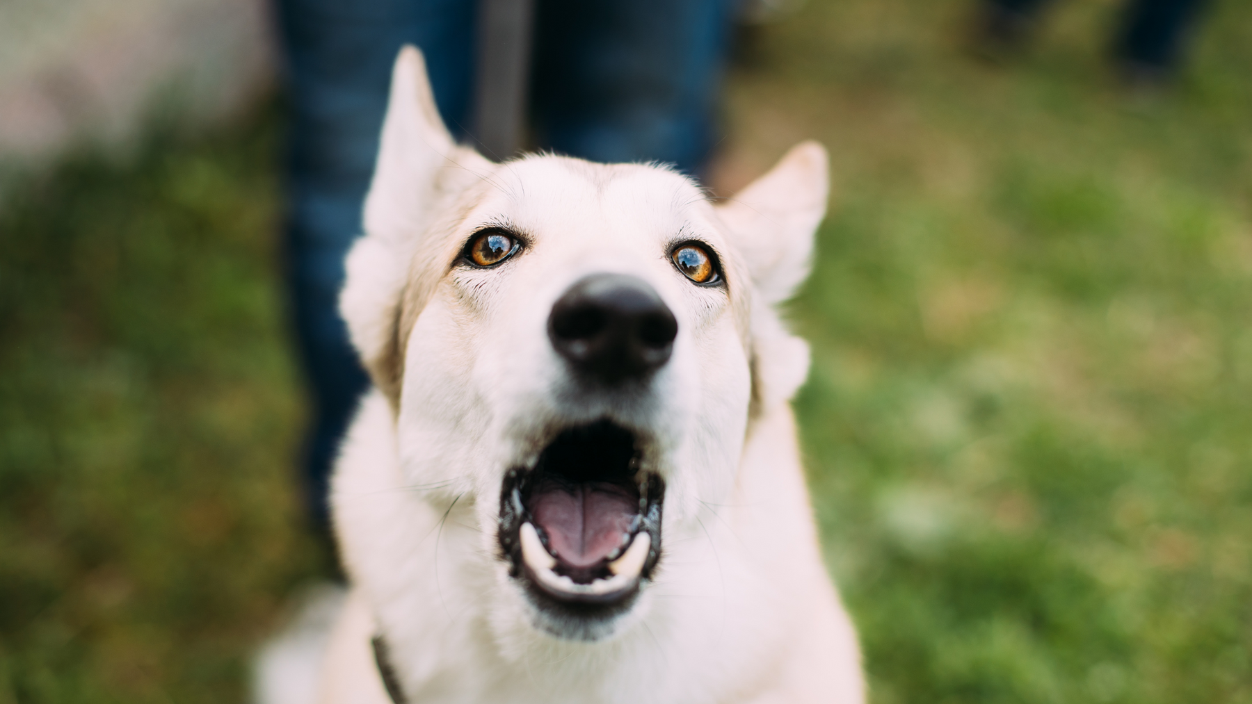 How to Stop Dog Barking: Your Comprehensive Guide