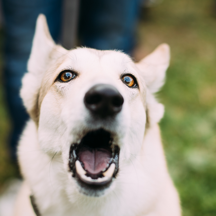 How to Stop Dog Barking: Your Comprehensive Guide