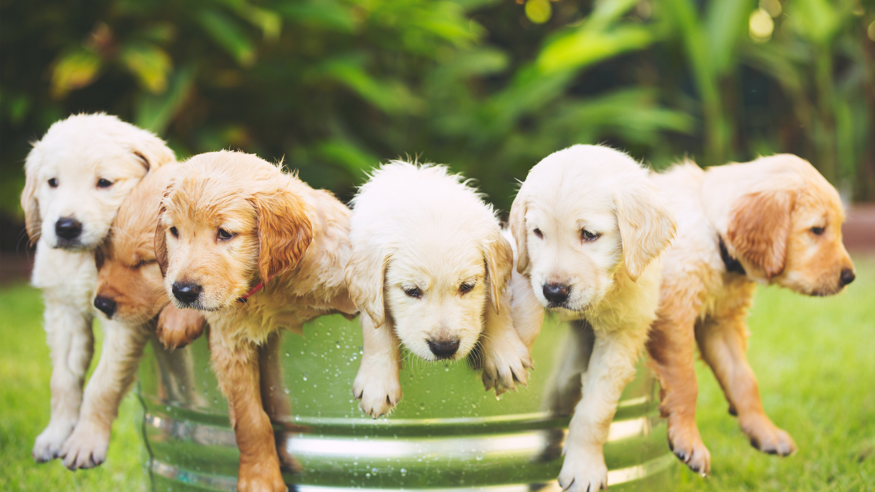 A Paw-sitive Start: The Ultimate Guide to Spotting and Tackling Puppy Behavior Problems Early