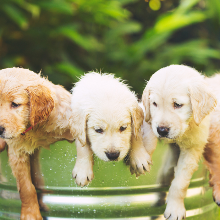 A Paw-sitive Start: The Ultimate Guide to Spotting and Tackling Puppy Behavior Problems Early