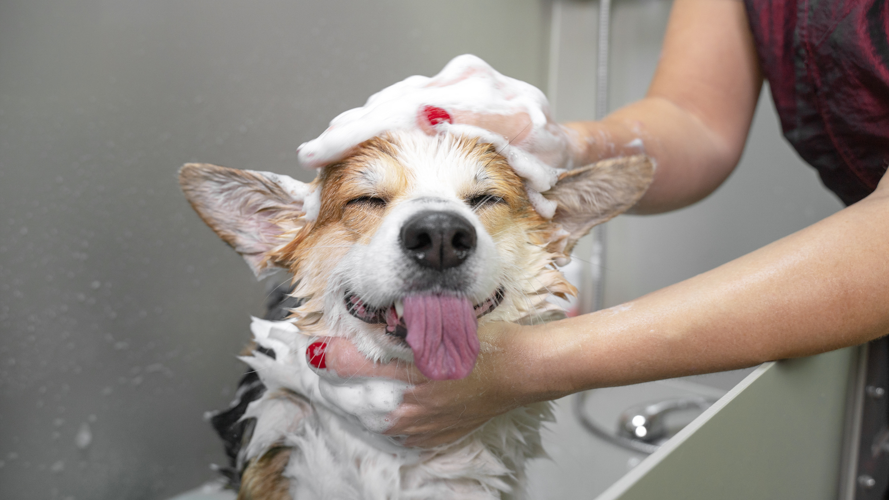 Ultimate Puppy Grooming Guide: Essential Tips for First-Time Dog Owners