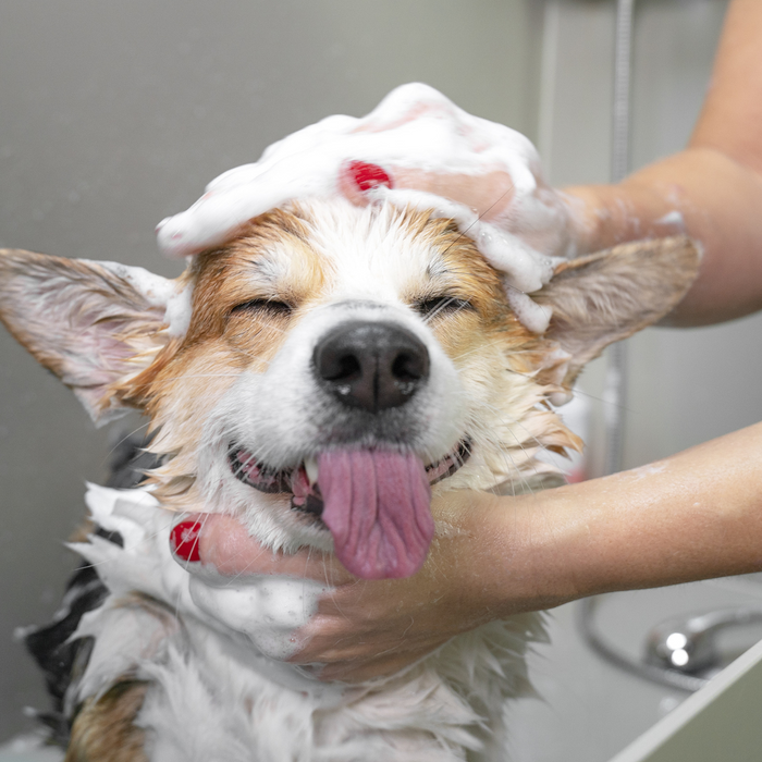 Ultimate Puppy Grooming Guide: Essential Tips for First-Time Dog Owners