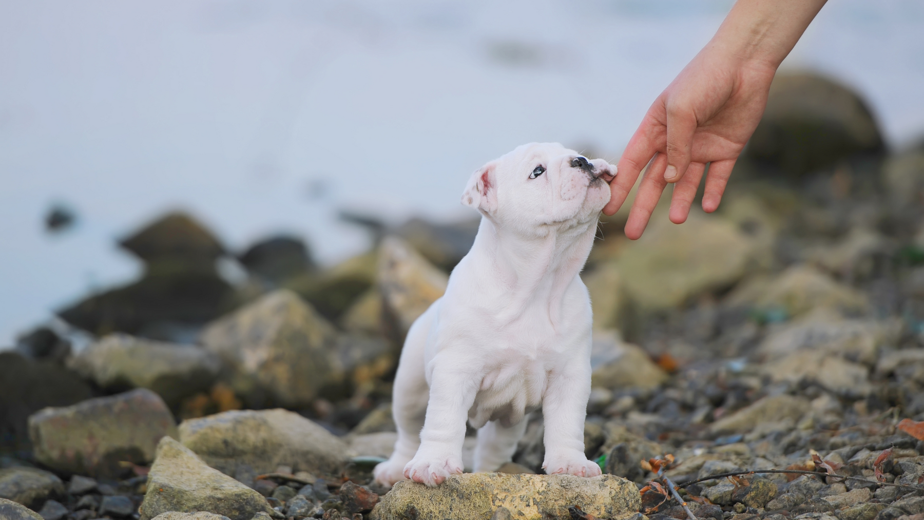 Bonding with Your Puppy: Building Trust and Companionship