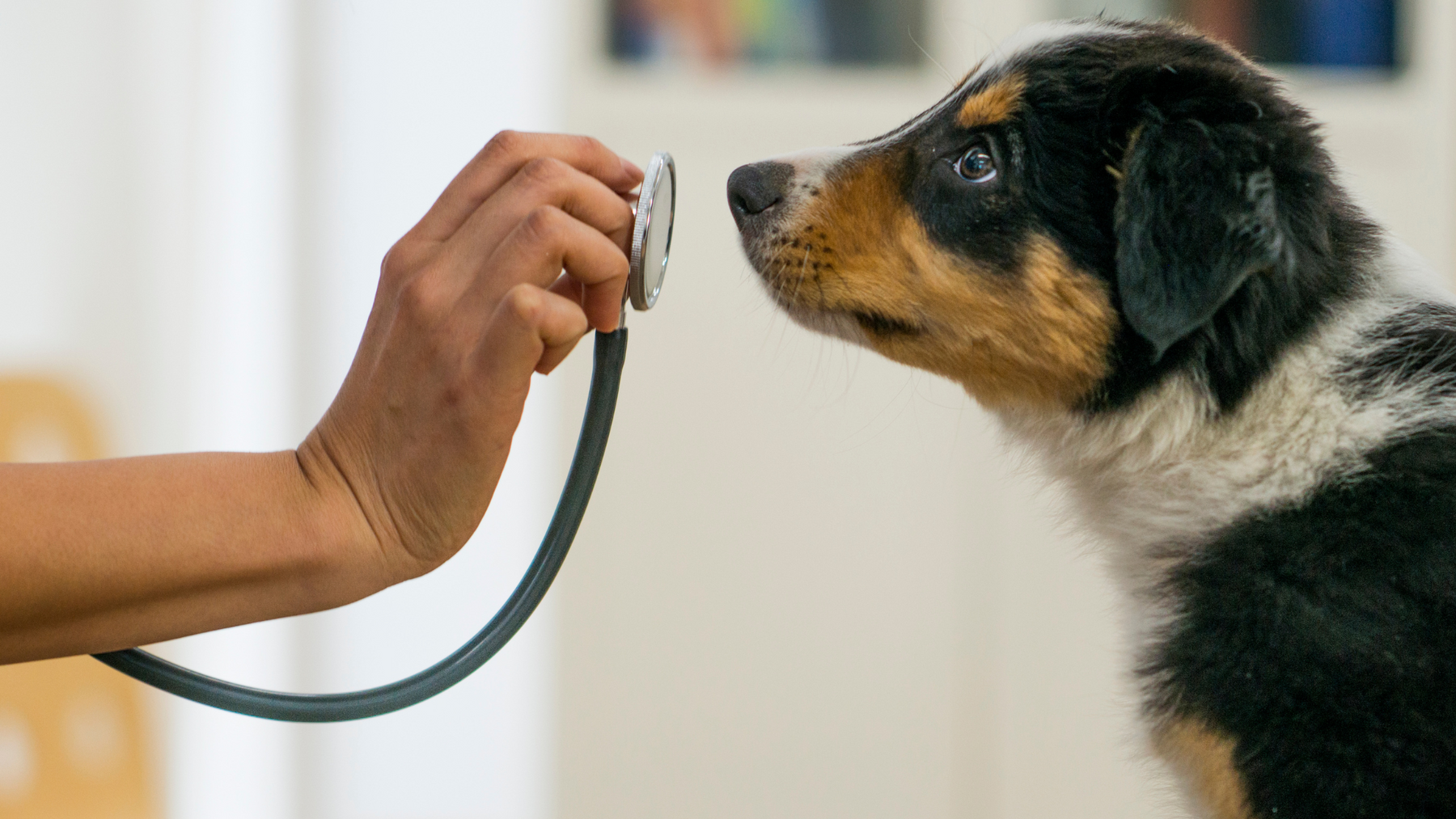 Ultimate Guide to Stress-Free Vet Visits: Preparing Your Puppy with Proven Tips