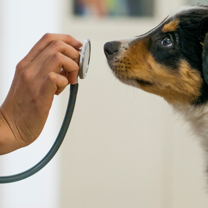 Ultimate Guide to Stress-Free Vet Visits: Preparing Your Puppy with Proven Tips