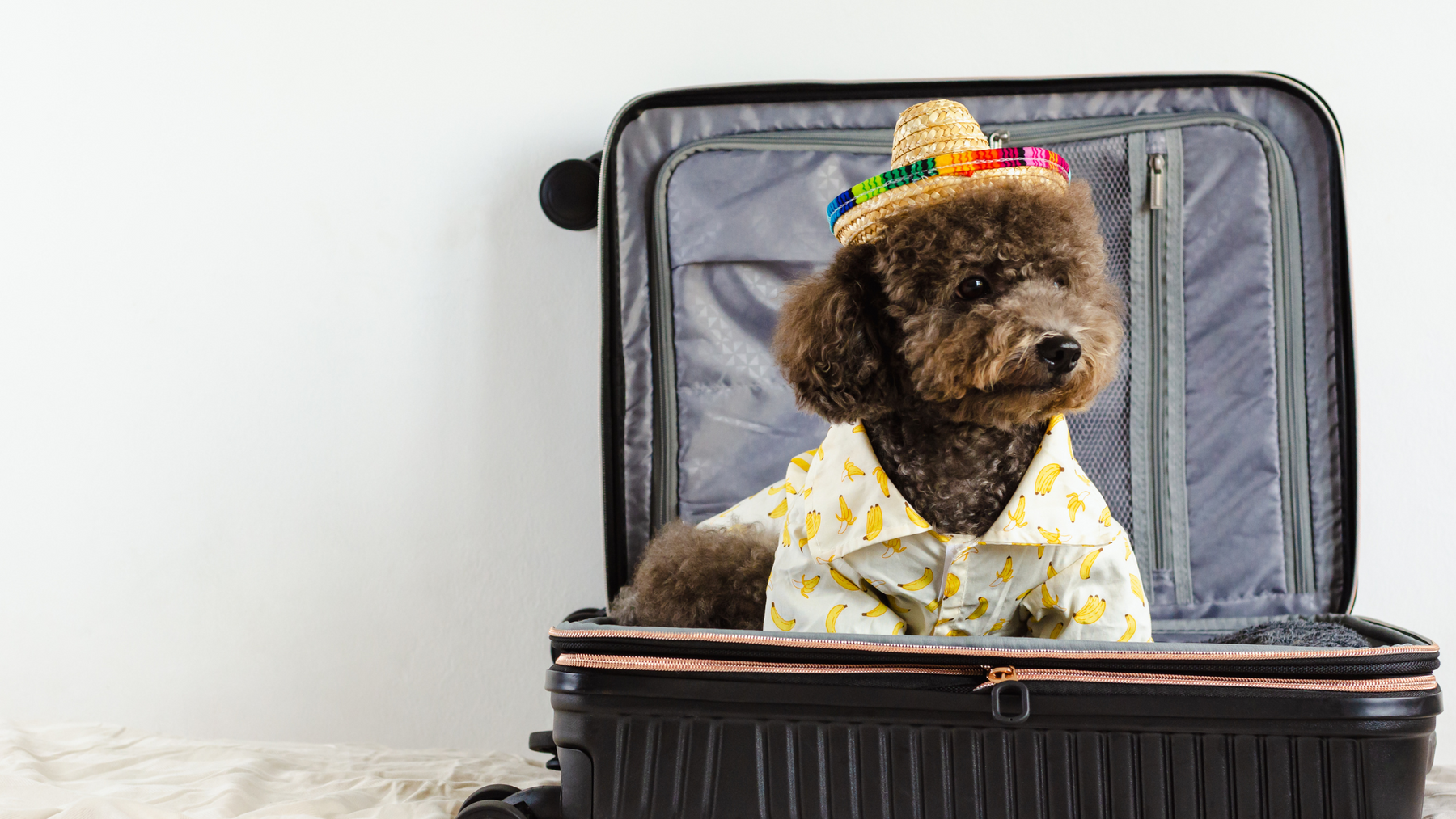 Ultimate Guide to Traveling with Your Puppy: Safe and Fun Adventure Tips