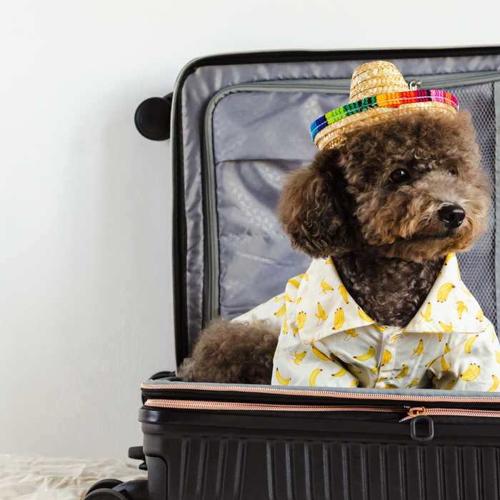 Ultimate Guide to Traveling with Your Puppy: Safe and Fun Adventure Tips