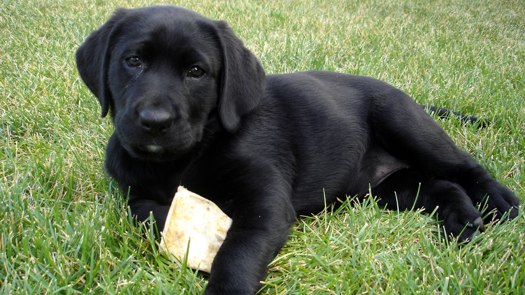 Unlocking Puppy Growth: The Essential Role of Mental Stimulation in Your Puppy's Development