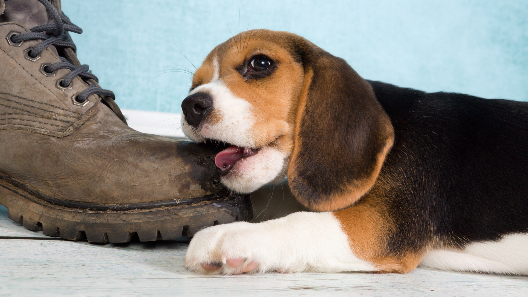 Puppy Chewing Problem: Effective Solutions and Prevention Tips for New Pet Owners