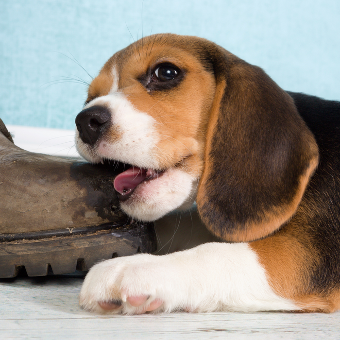 Puppy Chewing Problem: Effective Solutions and Prevention Tips for New Pet Owners
