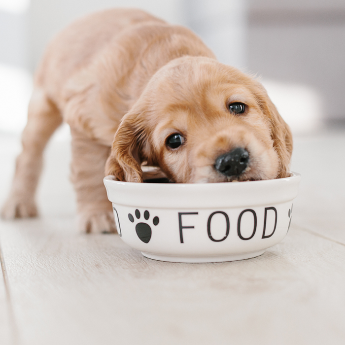 Guide to Puppy Nutrition: How to Choose the Perfect Dog Food for Your Furry Friend's Health and Growth