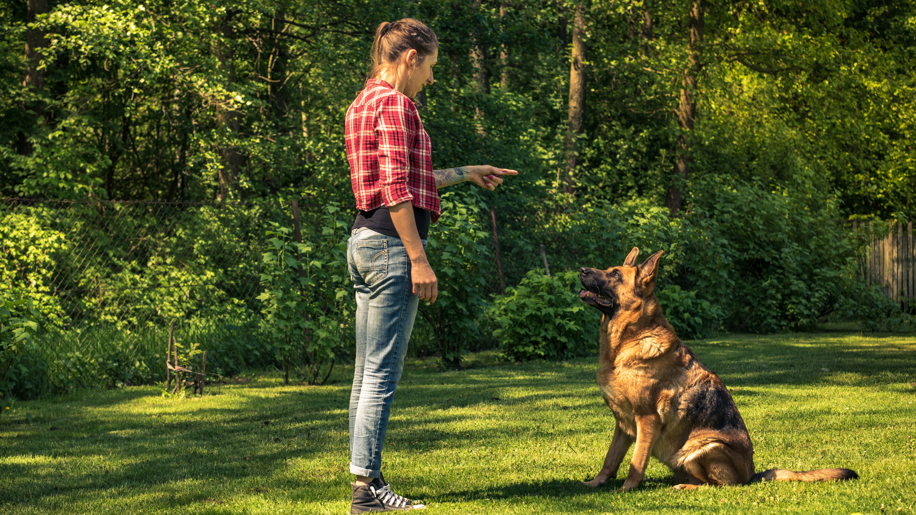 Mastering the Art of Training: Top 10 Training Tips for Stubborn Dogs