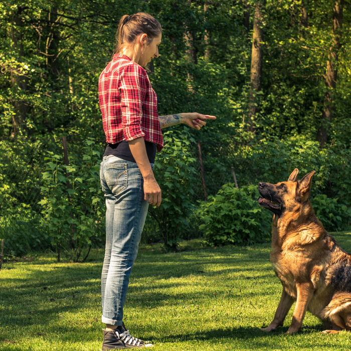 Mastering the Art of Training: Top 10 Training Tips for Stubborn Dogs
