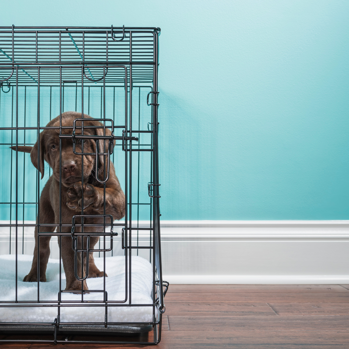 Unleashing the Secrets to Successful Dog Crate Training Techniques