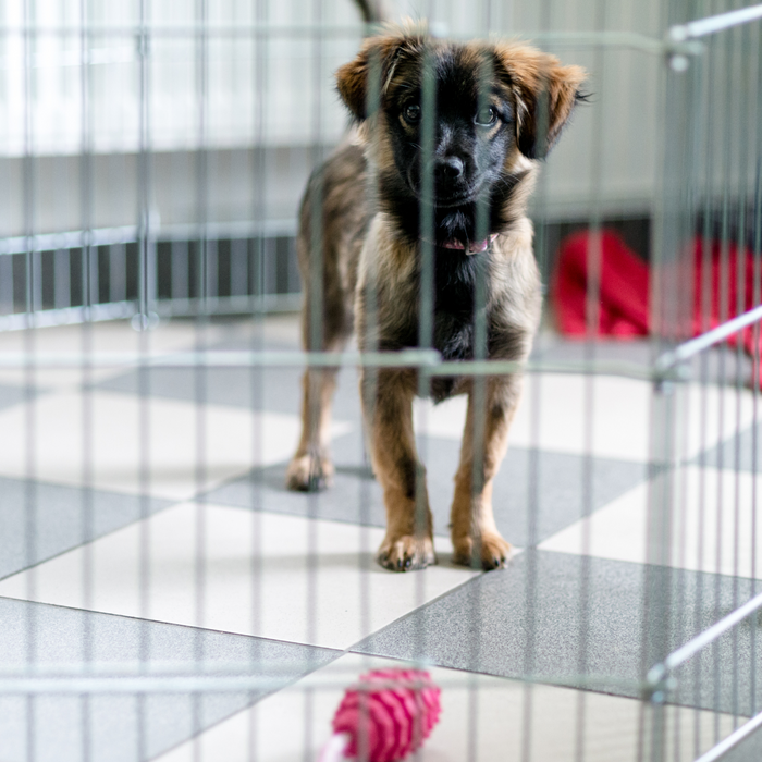 10 Reasons Why You Need a Dog Crate