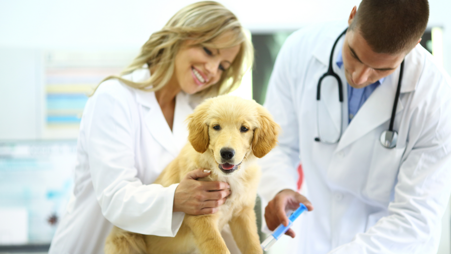 Essential Vaccinations for Your New Puppy: A Complete Guide