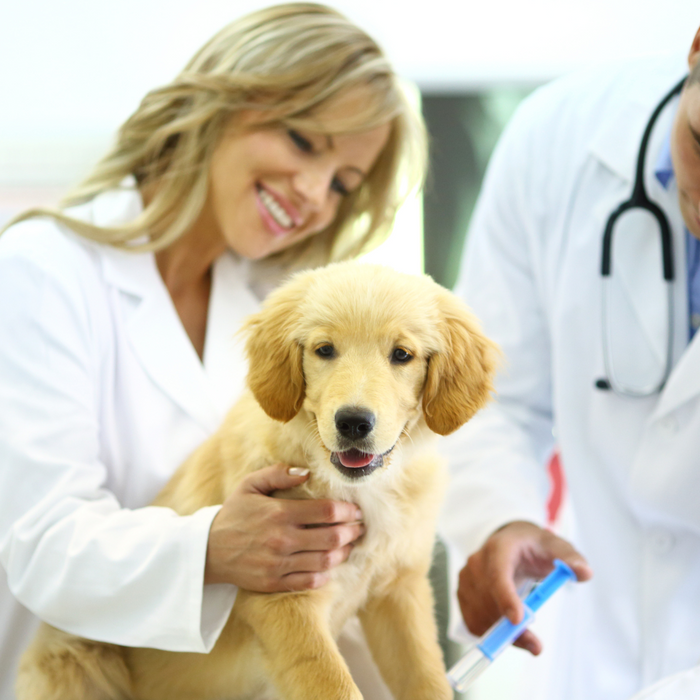 Essential Vaccinations for Your New Puppy: A Complete Guide