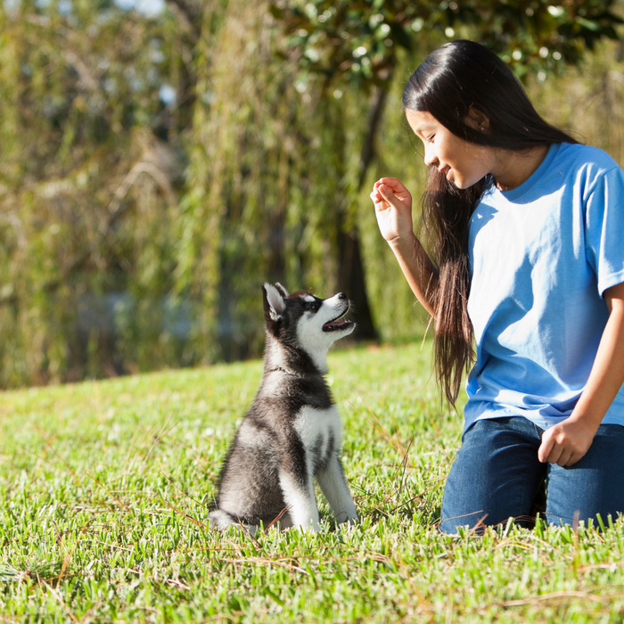 The Top 10 Puppy Training Tips Every New Owner Should Know