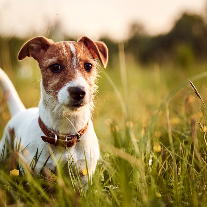 Keeping Your Puppy Safe Outdoors: Essential Safety Tips for a Happy and Healthy Pet