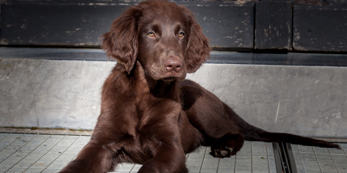 The Ultimate Guide to Puppy Grooming Tips for a Shiny Coat — Puppy