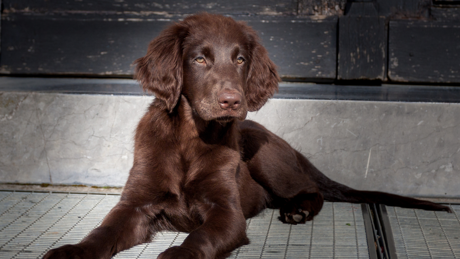 The Ultimate Guide to Puppy Grooming: Tips for a Shiny Coat