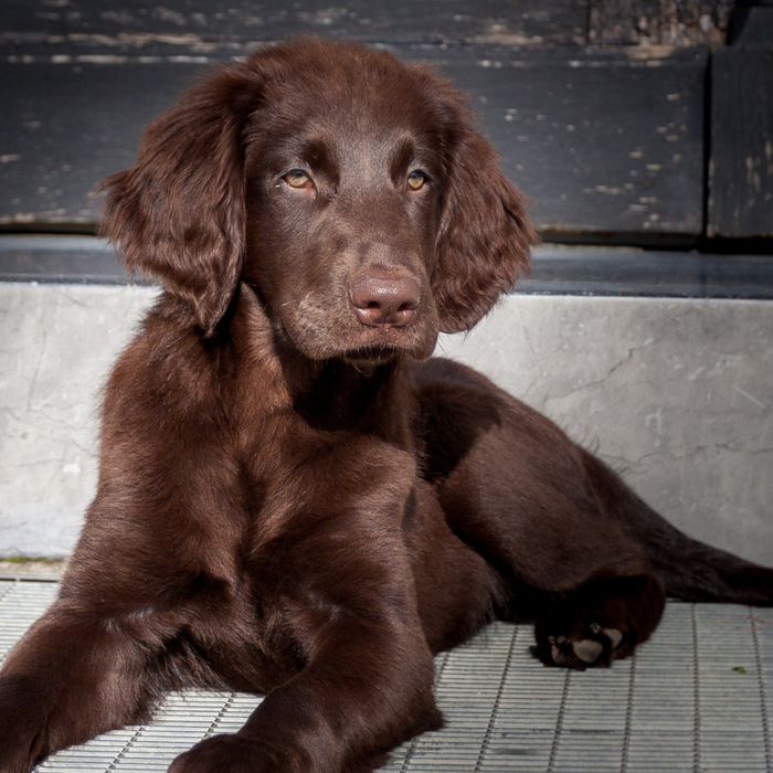 The Ultimate Guide to Puppy Grooming: Tips for a Shiny Coat