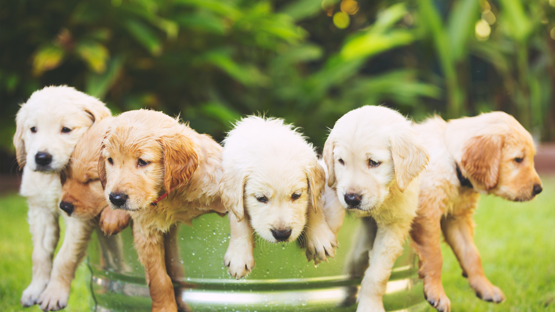 The Ultimate Guide to Raising a Happy and Healthy Puppy