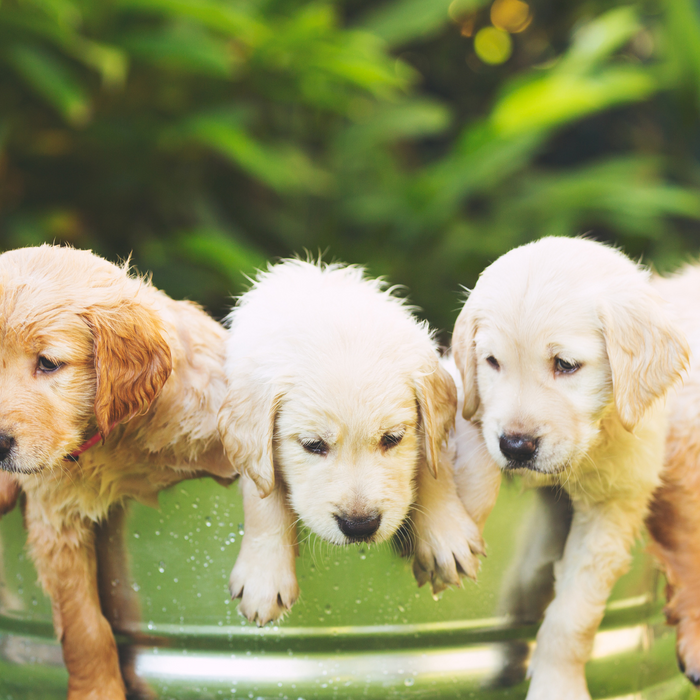 The Ultimate Guide to Raising a Happy and Healthy Puppy