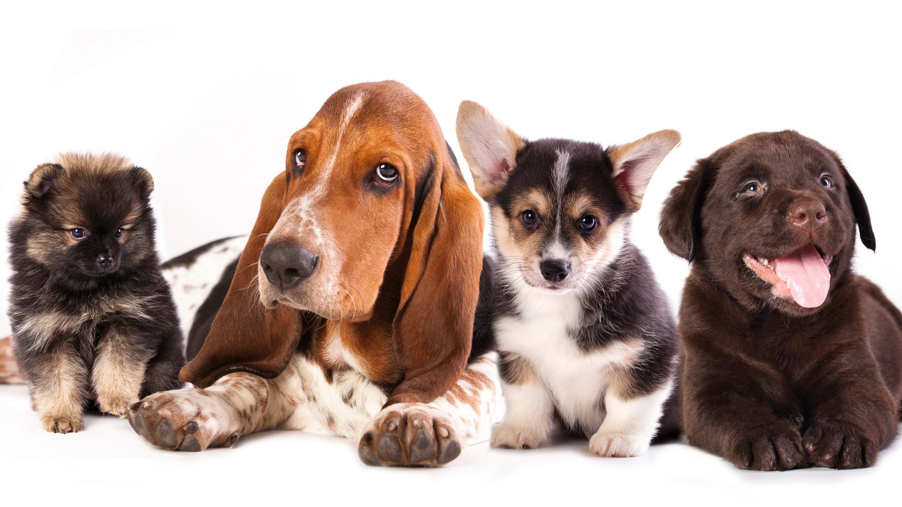 How to Puppy-Proof Your Home for Your New Furry Friend