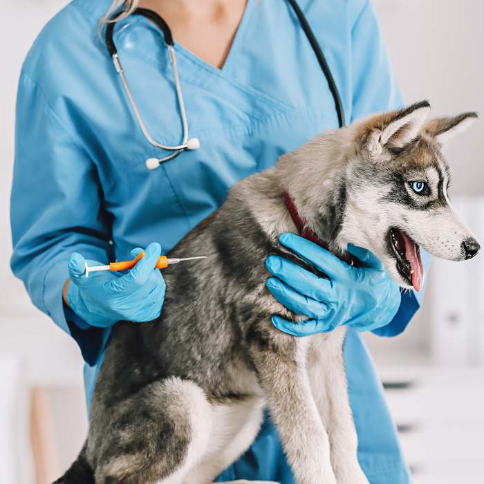 A Comprehensive Guide to Preventing Common Puppy Illnesses