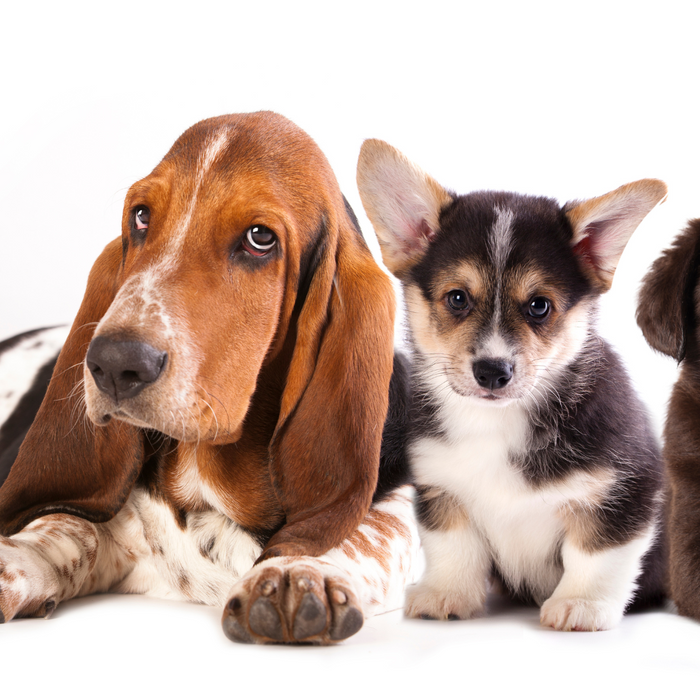 How to Puppy-Proof Your Home for Your New Furry Friend