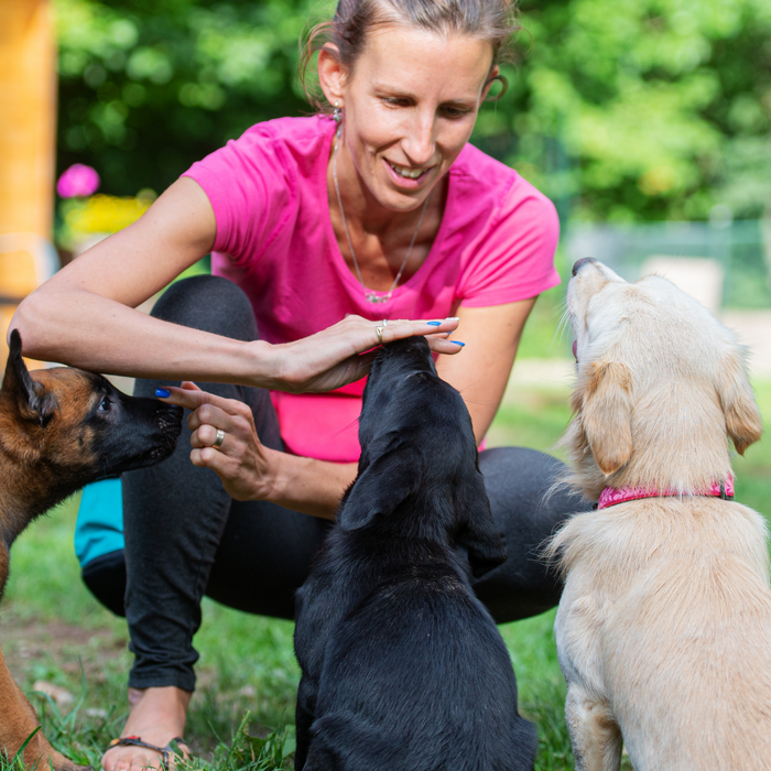 Unleashing Your Puppy's Potential: The Essential Commands