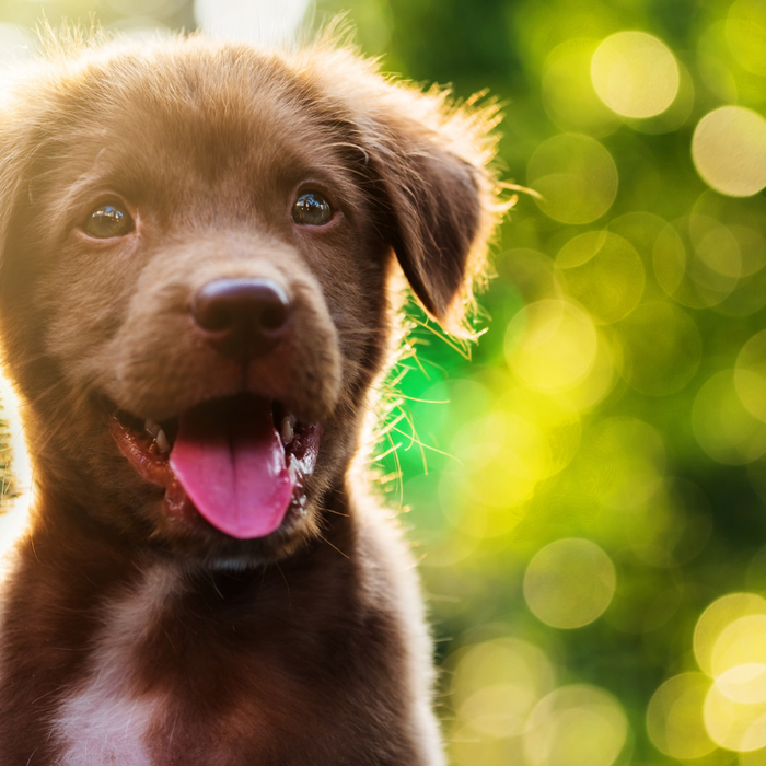 Essential Puppy Supplies: What to buy before bringing your puppy home