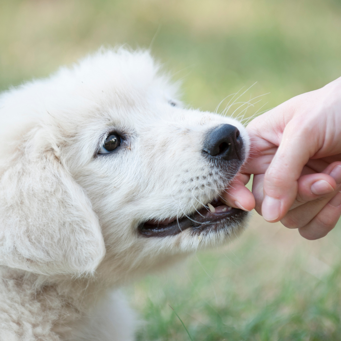 10 Proven Techniques to Curb Puppy Biting: Transform Your Furry Friend Into a Gentle Companion