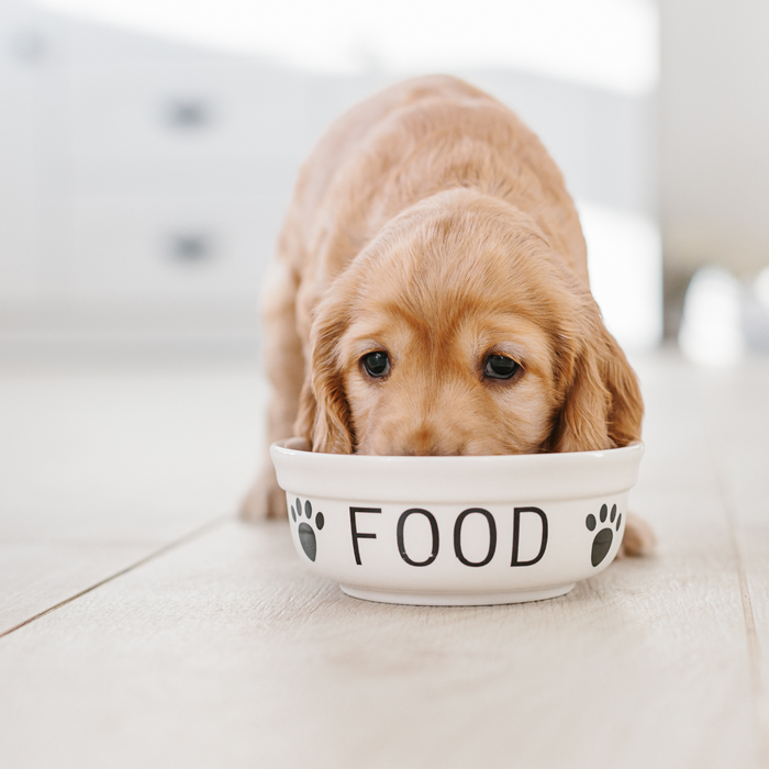 The Importance of a Balanced Diet for Growing Puppies