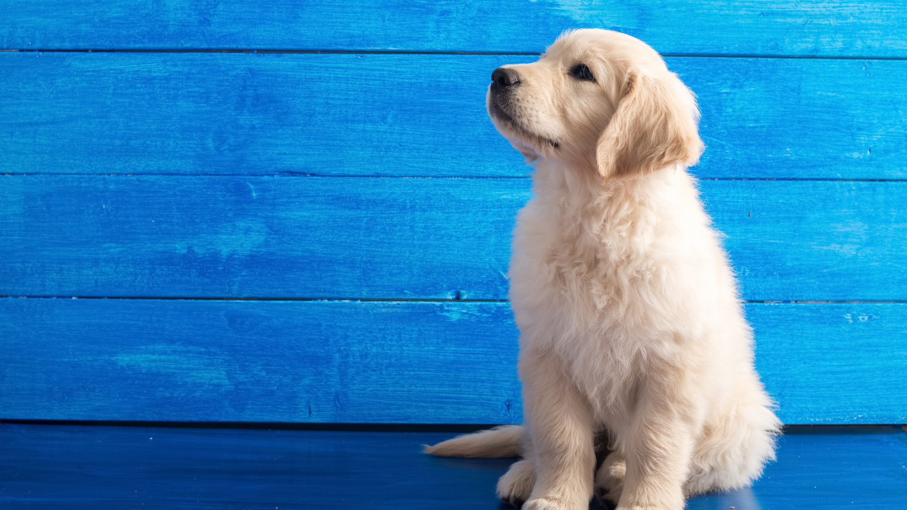 Mastering Puppy Training: A Comprehensive Guide to Avoid Common Mistakes and Ensure Success