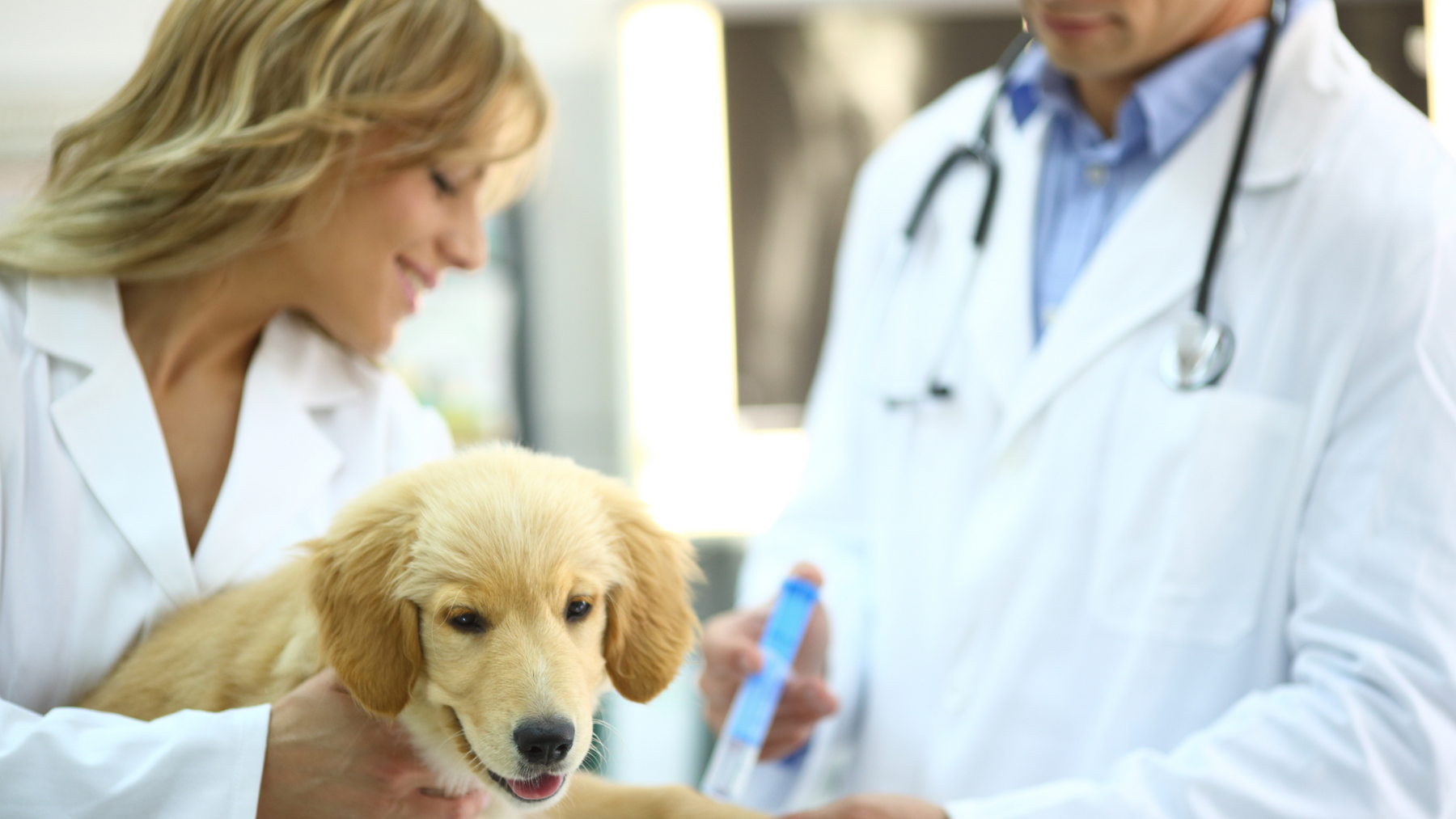 Understanding Puppy Vaccinations: What You Need to Know