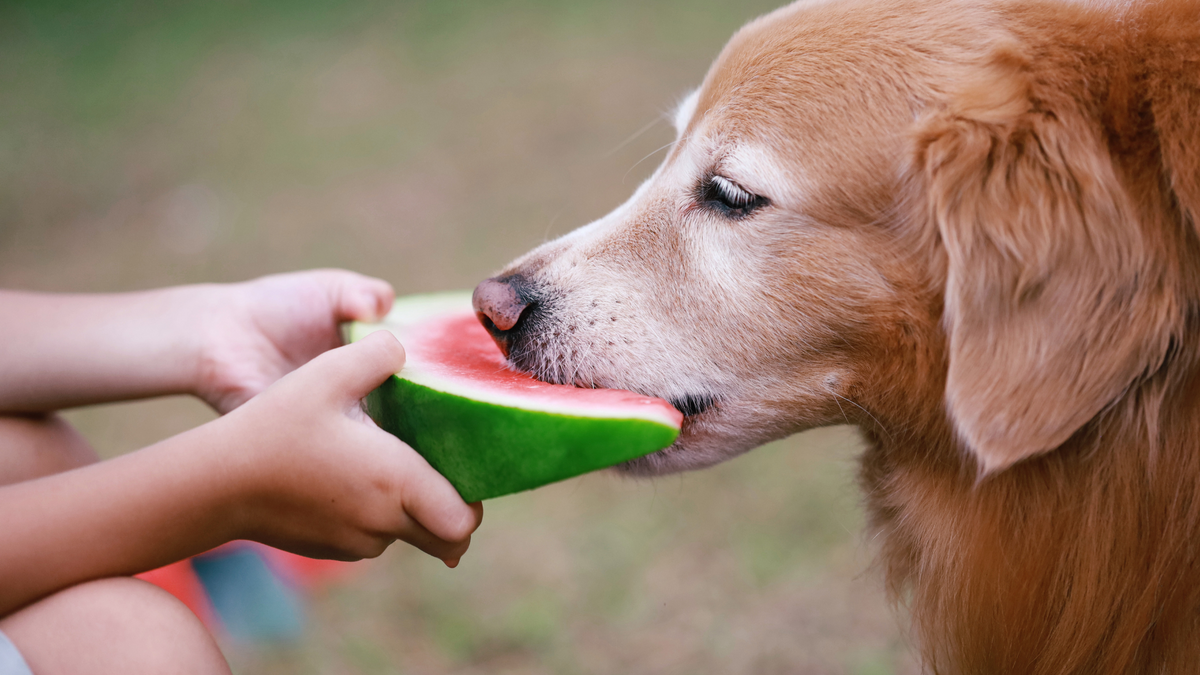 Feeding Fido: A Comprehensive Guide to Human Foods Dogs Can and Can't ...