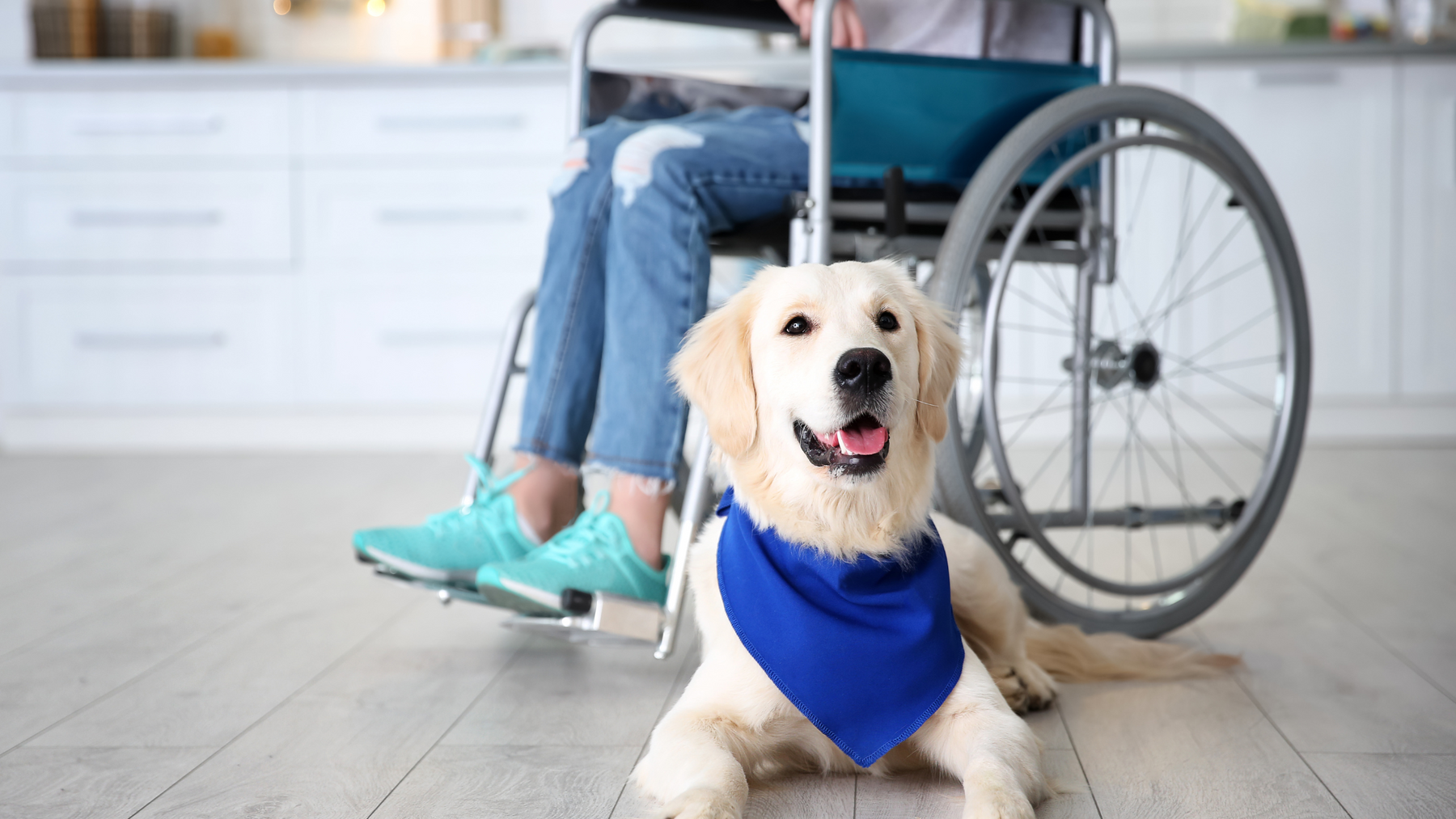 How to Train a Service Dog: A Step by Step Guide
