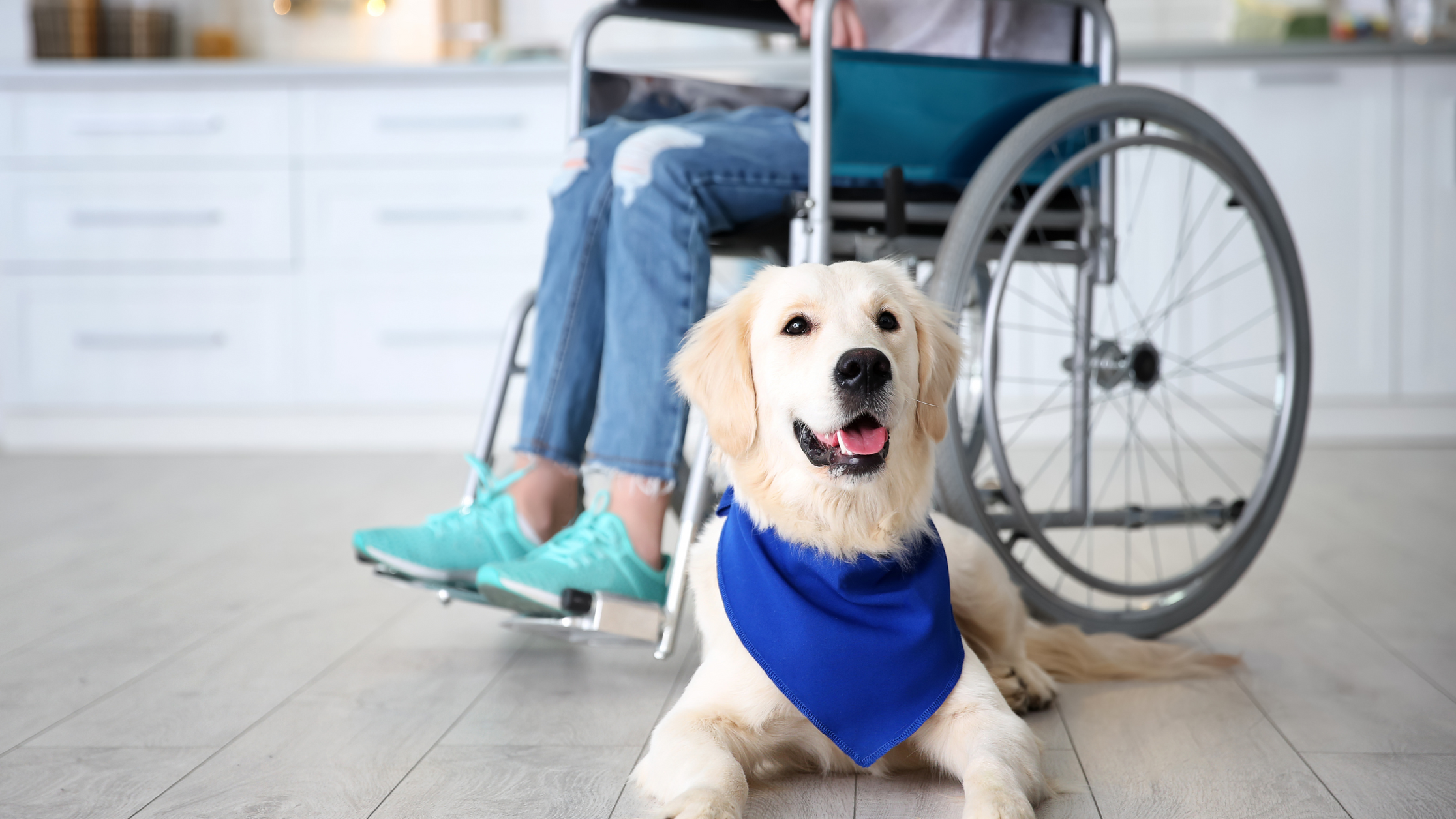 How to Train a Service Dog: A Step by Step Guide — Puppy Fever Pro