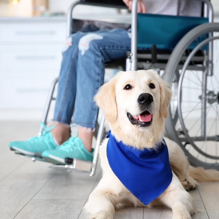 How to Train a Service Dog: A Step by Step Guide