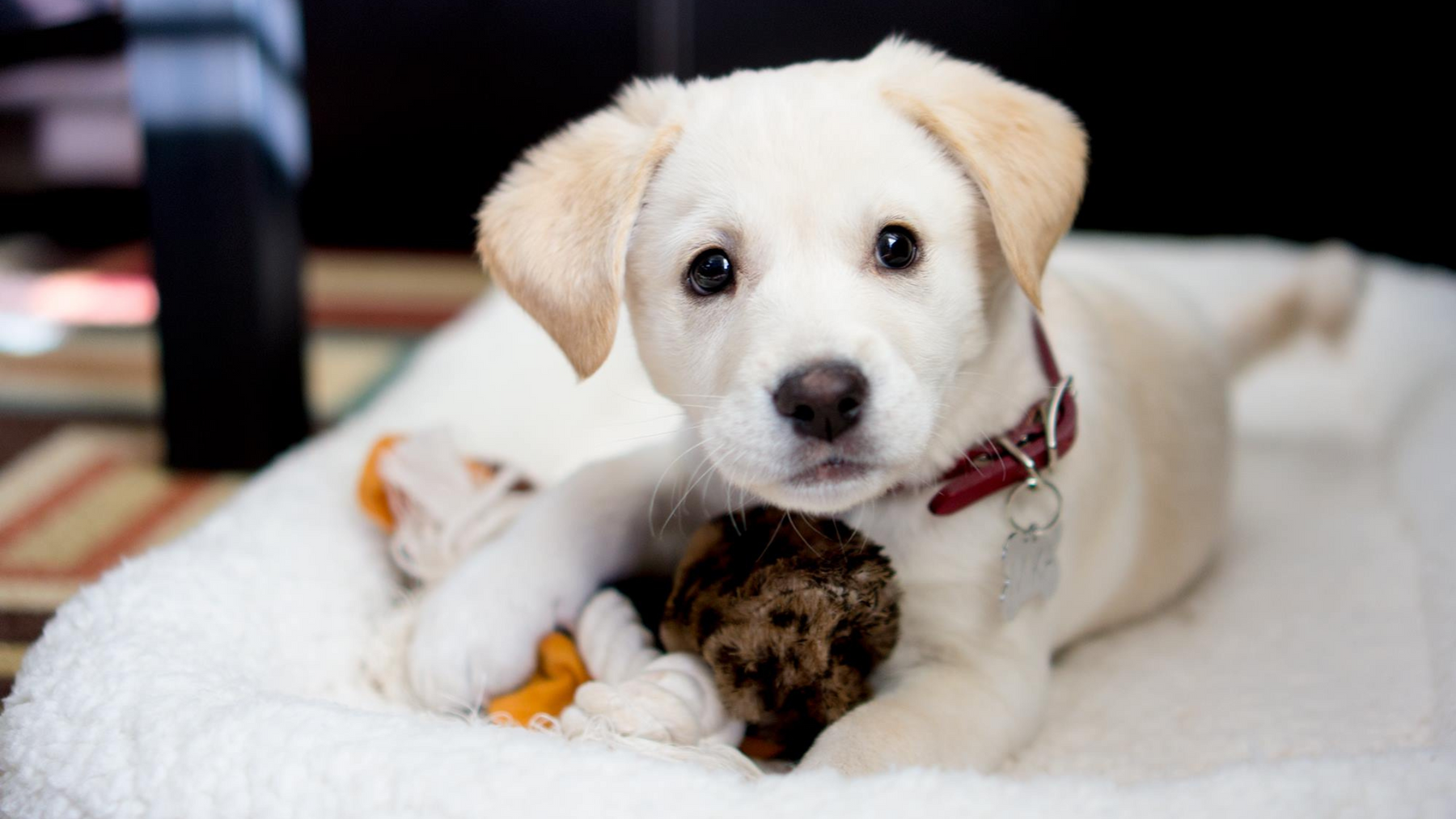 The Ultimate Guide to Puppy-Proofing Your Home: Tips and Tricks for New Pet Owners