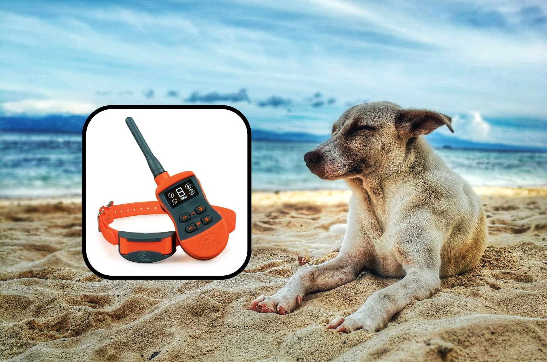Puppy With SportDOG SportTrainer Expandable 500 Yard Remote Trainer
