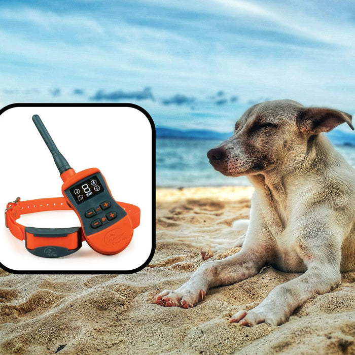 Puppy With SportDOG SportTrainer Expandable 500 Yard Remote Trainer