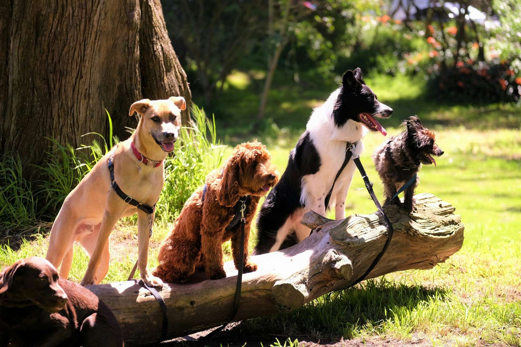 Several dogs sit on a fallen tree in a sunny park, showing healthy, active breeds often discussed when asking which dog has least health problems