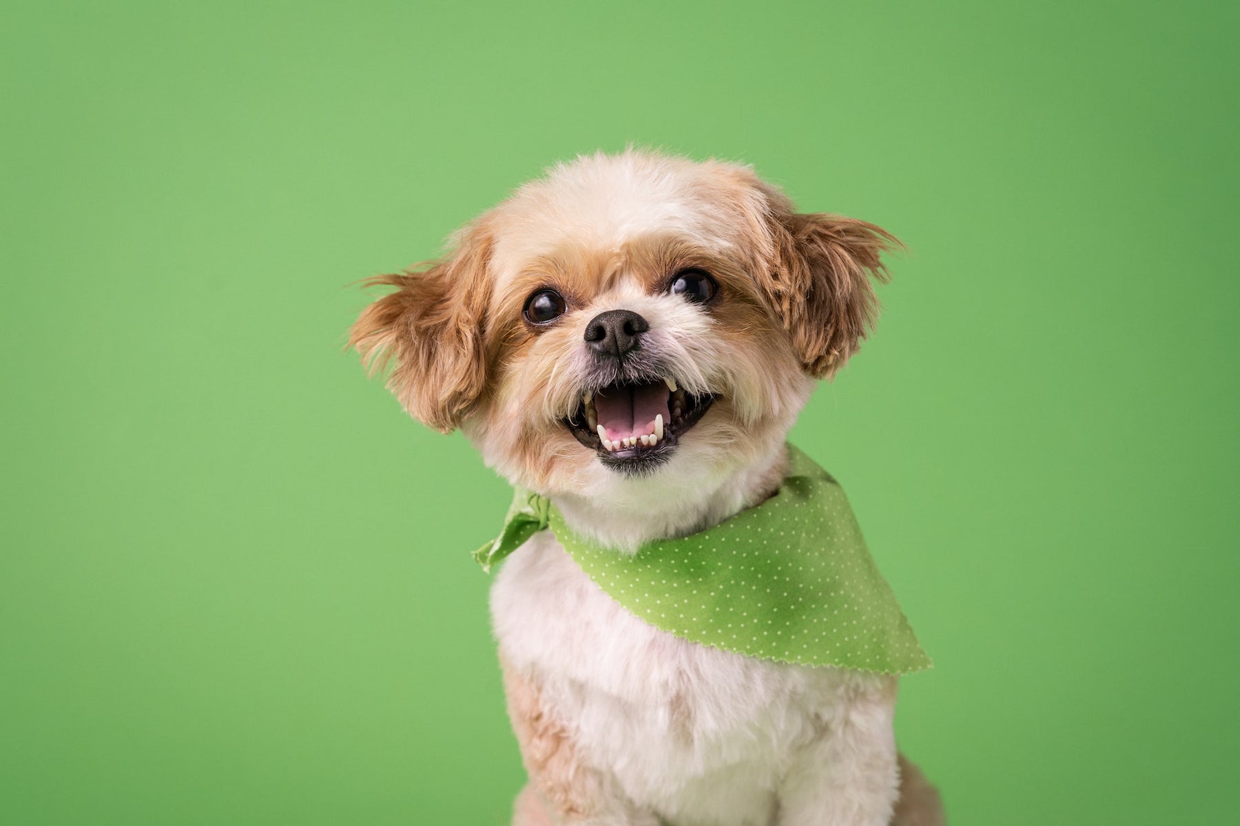 Small Brown Dog Wearing Green Bandana
