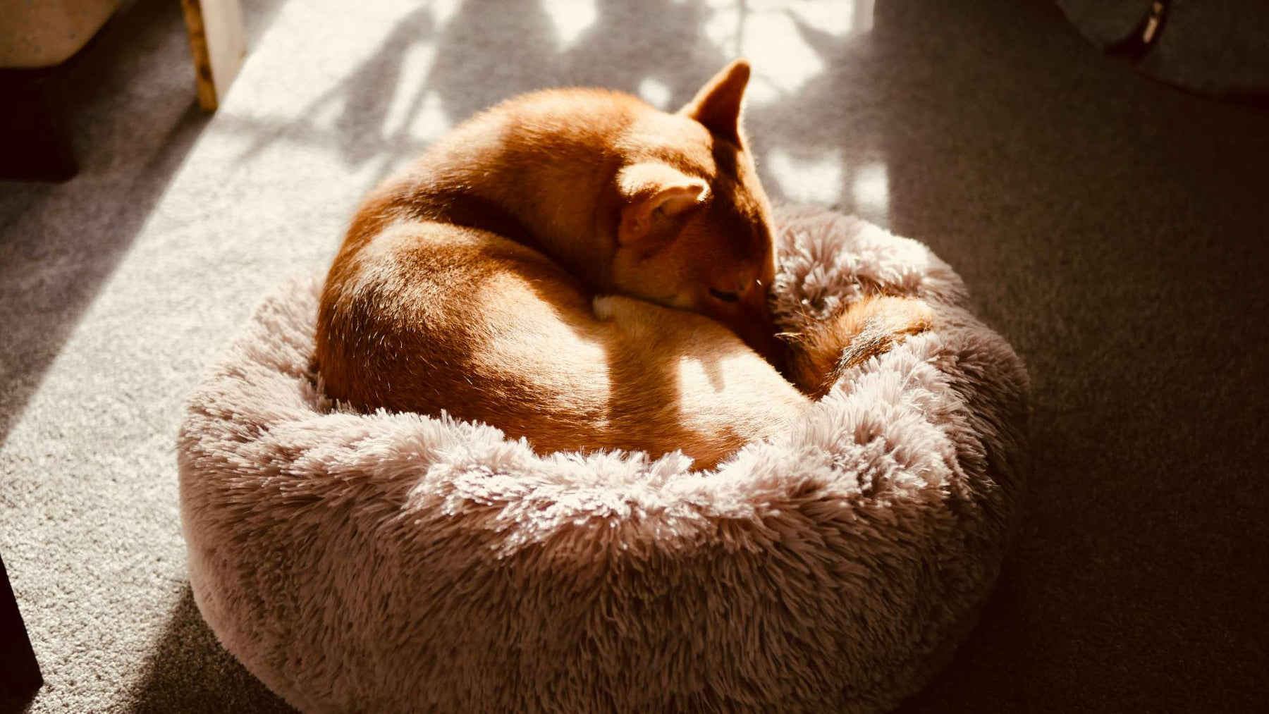 Small brown dog curls up in a fluffy round floor bed under warm sunlight during a raised dog bed vs floor bed comfort comparison